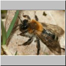 Andrena nitida - Sandbiene w01b 12mm.jpg